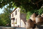 Vista sull'oliveto